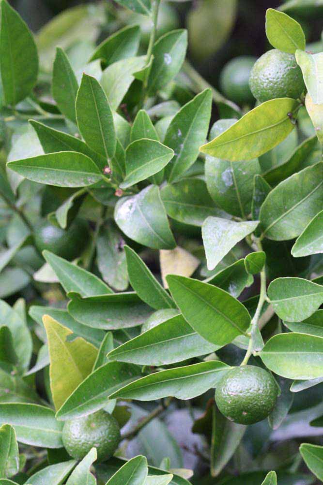              Sun leaves (Riverside, CA)       